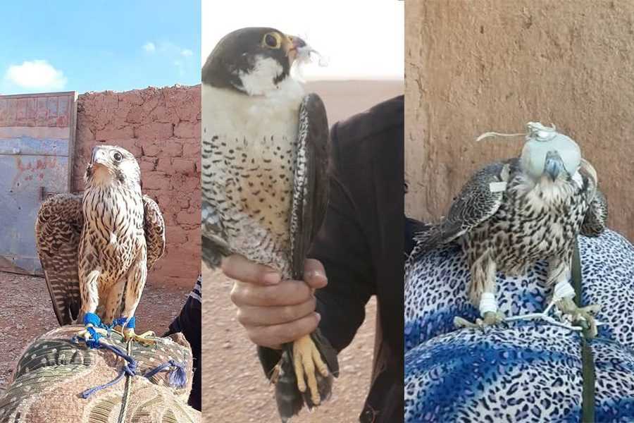 Falcons caught near Rukban last year