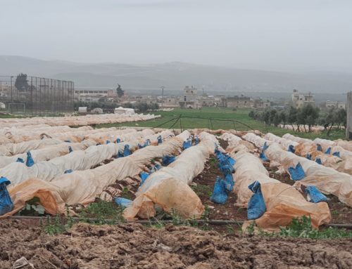 In Idlib, farmers start over after a hard frost kills their early crops