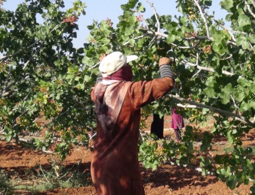 Public auctioning of displaced people’s land threatens Syria’s social fabric