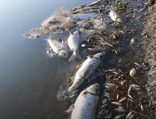 تلوث مياه نهر العاصي بمخلفات “تل سلحب” أكبر من أزمة بيئية موسمية
