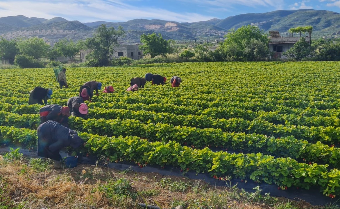Workers pick strawberries in Rami Soulaq’s fields in Bidama, a town in the western countryside of Syria’s northwestern Idlib province, 6/5/2024 (Mahmoud Hamza/Syria Direct)