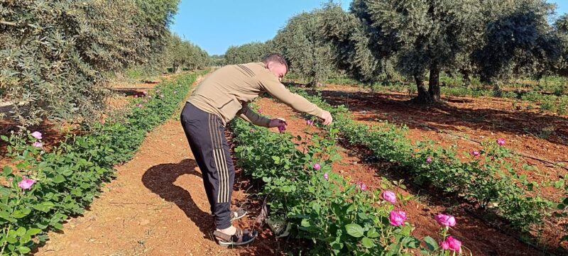 Farmer Hussam al-Abd inspects the Damask roses he grows among his olive trees in the northern Idlib town of Killi, 6/5/2024 (Mahmoud Hamza/Syria Direct)