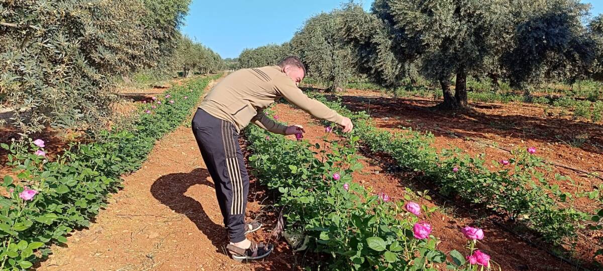 المزارع حسام العبد يتفقد الورد الجوري (الدمشقي) في أرضه ببلدة كللي في ريف إدلب الشمالي، 06/ 05/ 2024، (محمود حمزة/ سوريا على طول) 