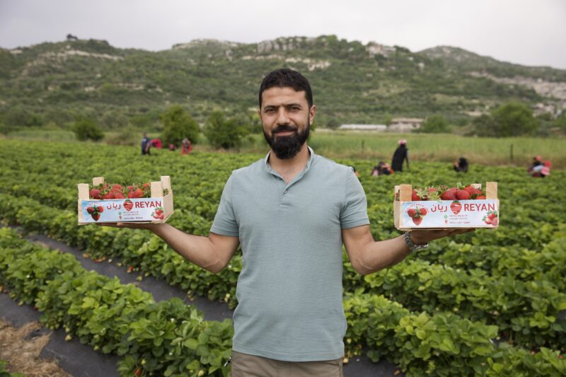 Rami Soulaq holds up boxes of strawberries grown on his land in the Idlib town of Bidama, 6/5/2024 (Mahmoud Hamza/Syria Direct)