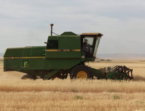 “كارثة” تسعير القمح في شمال شرق سوريا تنذر بتداعيات أكبر في الموسم القادم